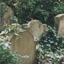 Von Efeu überwachsene Grabsteine auf dem jüdischen Friedhof